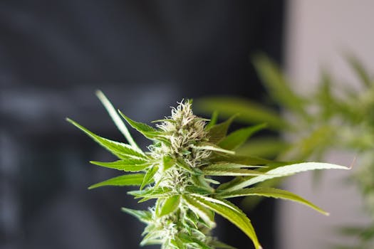 Decoding Los Angeles: Beyond the Hype of Weed Shops in LA
