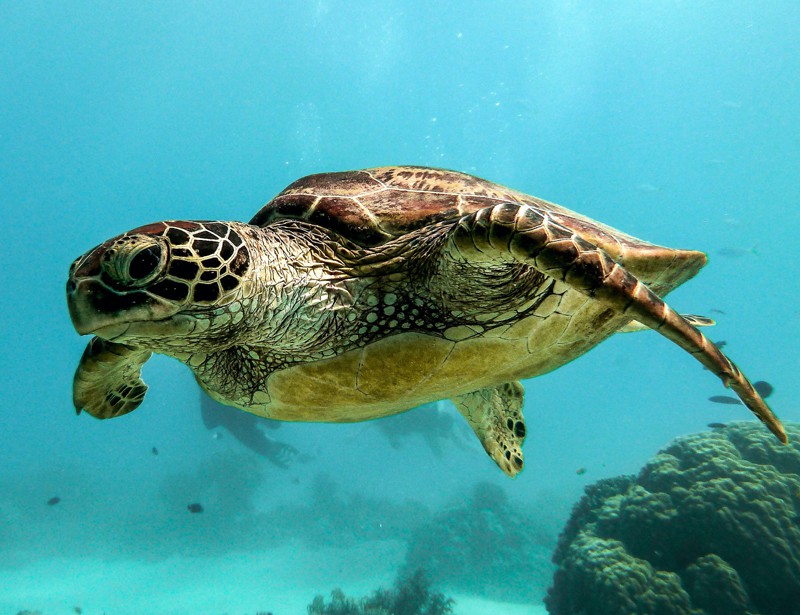 Travel Trunk Exposed: Unveiling the Secrets of a Wanderer’s Favorite Companion