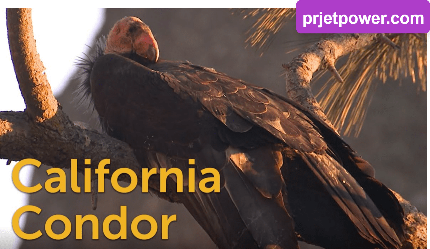 California Condors Size