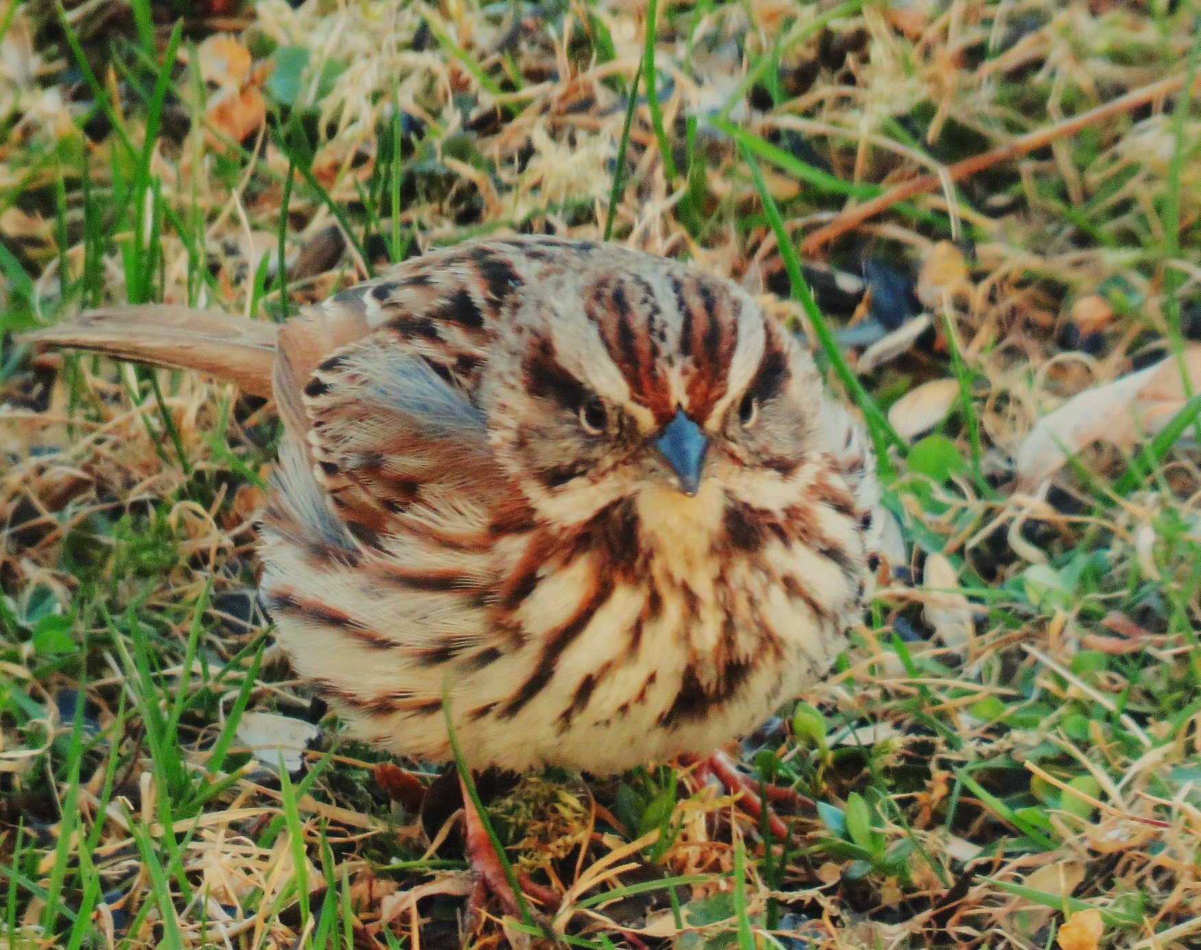 Red Head Sparrow Bird